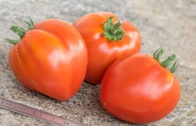 Dwarf Red Heart paradicsom - Paradicsom különlegességek az Egzotikus Növények Stúdiója kínálatából
